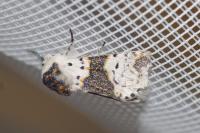 Furcula bicuspis