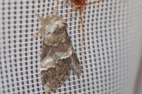 Drymonia dodonaea