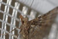 Alucita hexadactyla