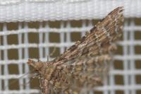 Alucita hexadactyla