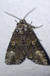Craniophora ligustri