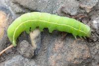Orthosia incerta