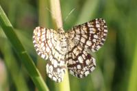 Chiasmia clathrata
