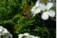 Hemaris tityus