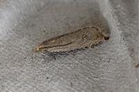 Bactra