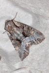 Lacanobia w-latinum