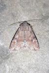 Apamea sordens