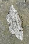 Peribatodes rhomboidaria rhomboidaria