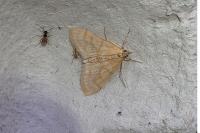 Anania crocealis