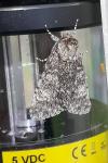 Acronicta megacephala