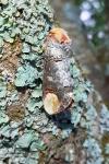 Phalera bucephala