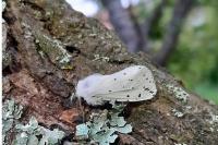 Spilosoma lubricipeda
