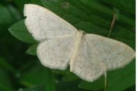 Scopula floslactata