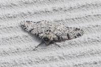 Biston betularia