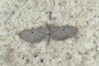Eupithecia intricata