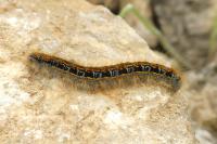 Malacosoma castrense