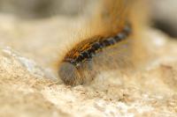 Malacosoma castrense