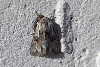 Chloantha hyperici