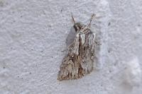 Chloantha hyperici