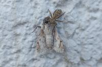 Acronicta rumicis