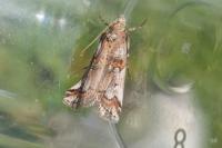 Pempelia palumbella