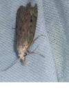 Aphomia sociella