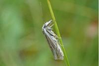 Crambus lathoniellus