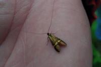Nemophora