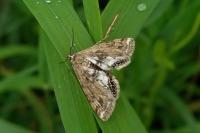 Cataclysta lemnata