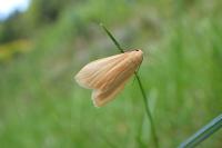 Wittia sororcula