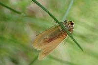 Wittia sororcula