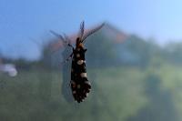 Euplocamus anthracinalis