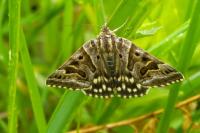 Euclidia mi
