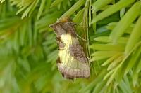 Diachrysia stenochrysis
