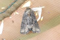 Oligia strigilis/versicolor/latruncula