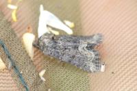 Oligia strigilis/versicolor/latruncula