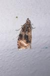 Celypha lacunana
