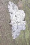 Peribatodes rhomboidaria rhomboidaria