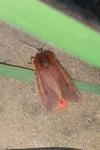 Phragmatobia fuliginosa