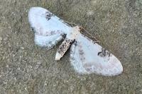 Eupithecia centaureata