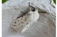 Spilosoma lubricipeda