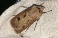 Agrotis exclamationis exclamationis