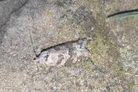 Cnephasia