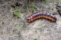 Cossus cossus