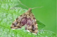 Anthophila fabriciana