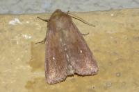 Mythimna albipuncta