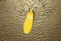 Wittia sororcula