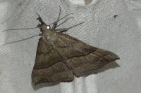Hypena proboscidalis