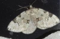 Colostygia pectinataria