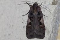 Xestia c-nigrum